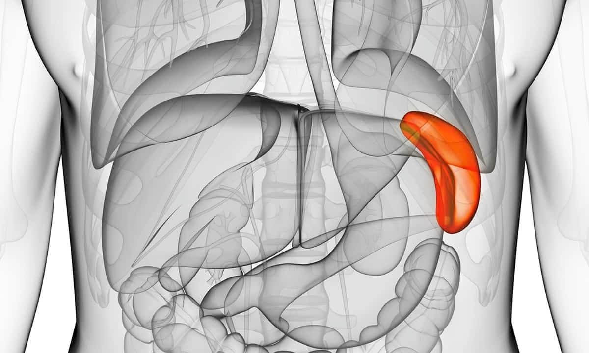 Enlarged Spleen Causes